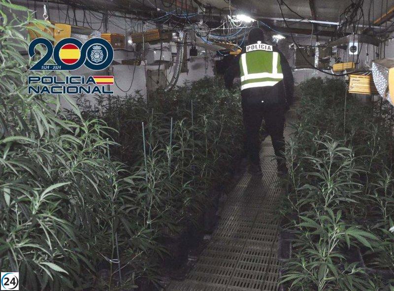 Tres arrestados por cultivar 400 plantas de marihuana en Mérida.
