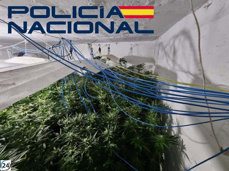 Operación policial desmantela plantaciones de marihuana en Santa Engracia-Gurugú de Badajoz: seis arrestados.
