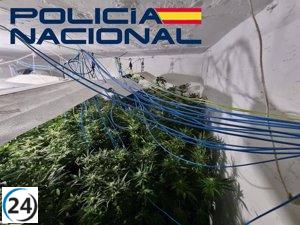 Operación policial desmantela plantaciones de marihuana en Santa Engracia-Gurugú de Badajoz: seis arrestados.
