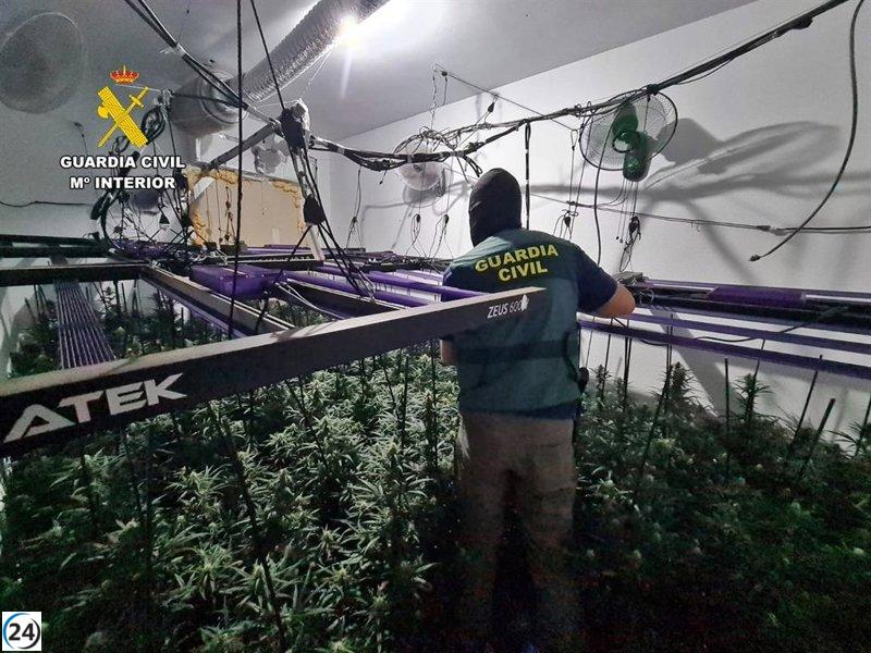 Desarticuladas plantaciones de marihuana en viviendas de Trujillanos, con dos detenidos
