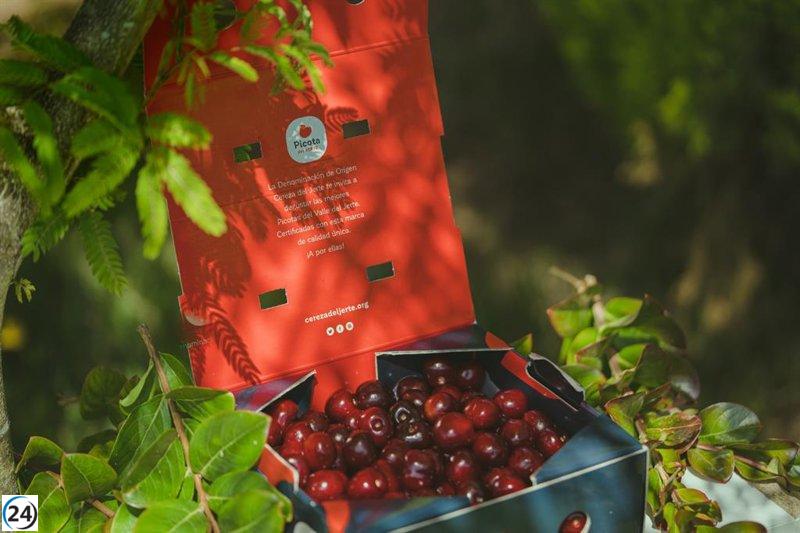 Las lluvias provocan pérdidas de 15 millones a la D.O.P Cereza del Jerte