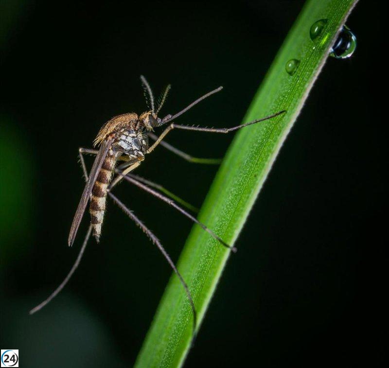 Un hombre de 66 años pierde la vida a causa de la fiebre del Nilo Occidental en Extremadura.