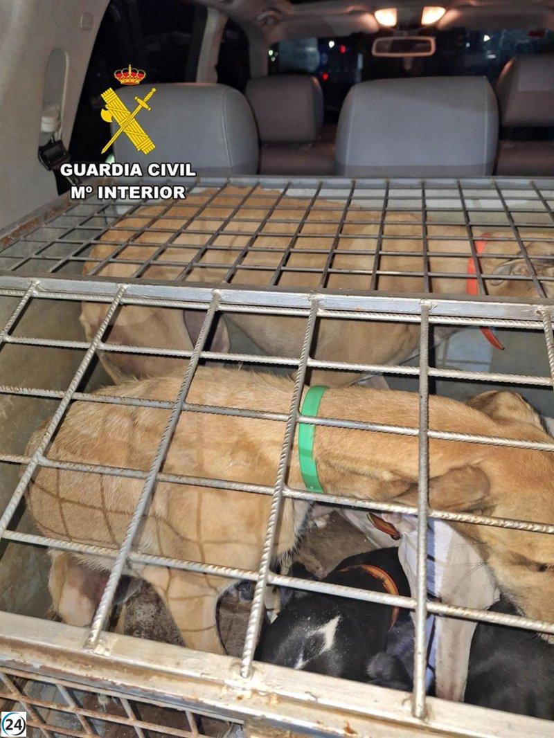 Cuatro personas bajo la lupa por caza ilegal de galgos en Llerena.