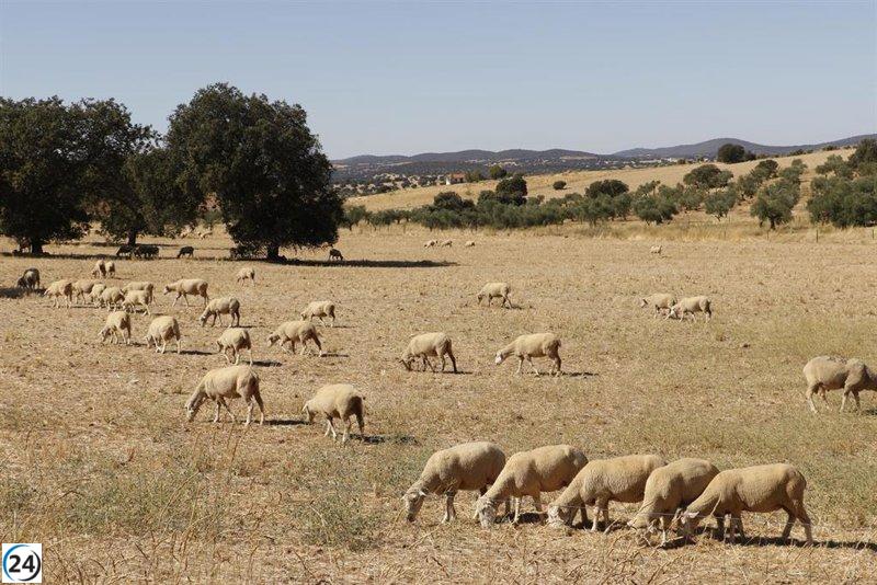 Extremadura celebra la nueva estrategia nacional que facilita el traslado de animales sin necesidad de vacunación contra la lengua azul.