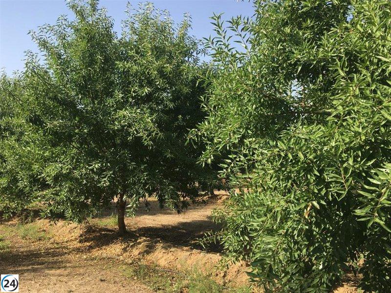 Curso en Don Benito explora innovaciones en poda y fertirrigación de almendros.