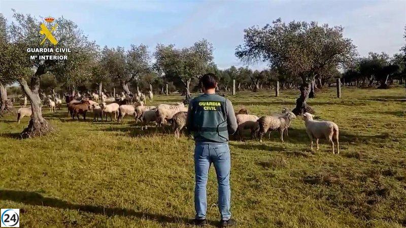 Arrestan a un trabajador por robar 264 ovejas en una granja de Cáceres.