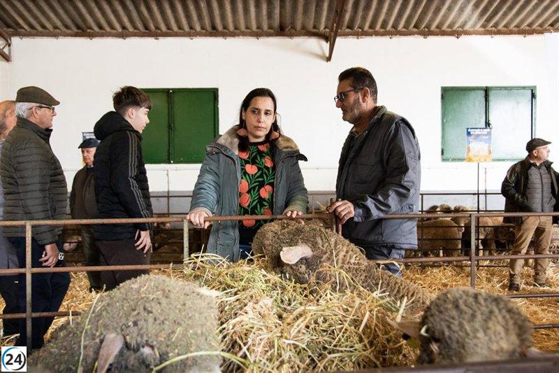 Cáceres: más de 1.300 interesados en subastar 200 ovejas Merino Precoz.