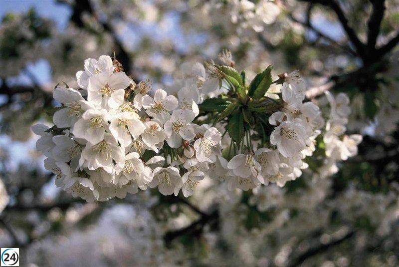 El Valle del Jerte se viste de flores con más de 2 millones de cerezos en plena floración; se anticipan las primeras cerezas en 40 días.