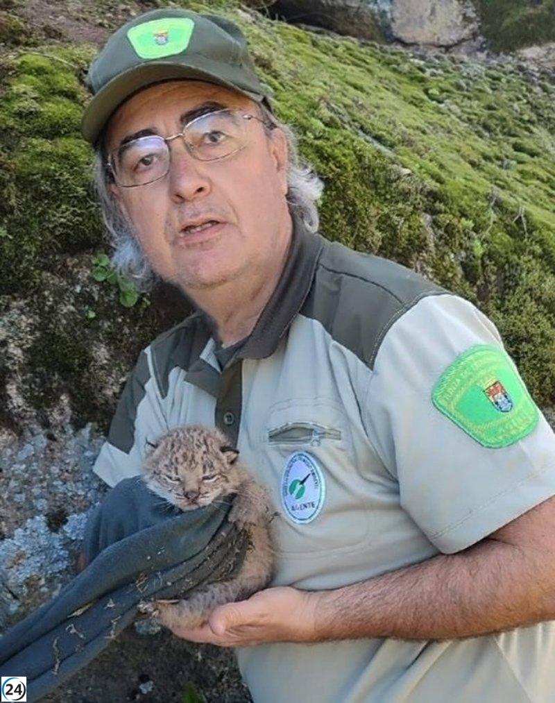 Rescatan a tres cachorros de lince ibérico huérfanos tras la muerte de su madre en Navalmoral.