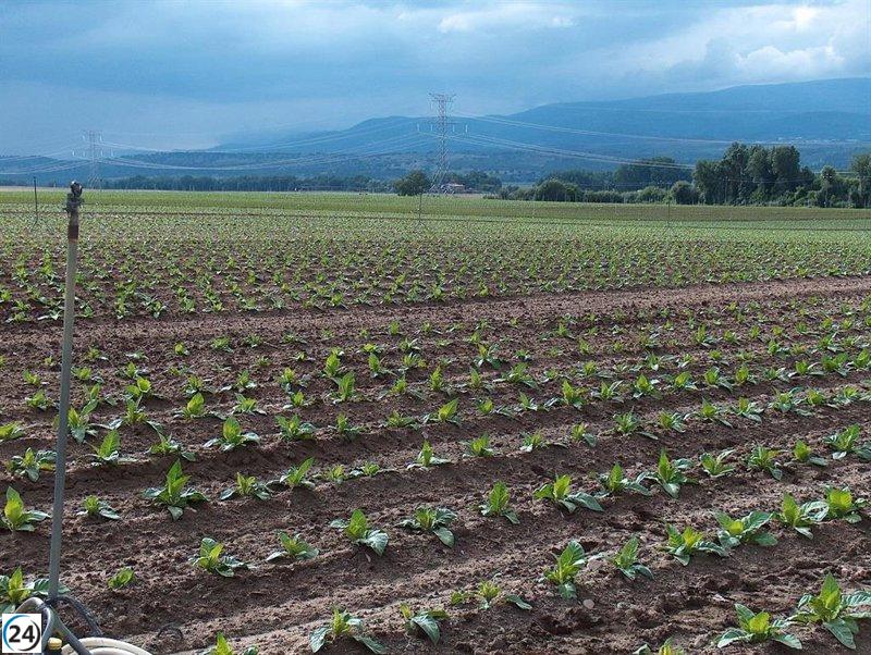 Cetarsa incrementa un 1% la contratación de tabaco para la campaña 2025/2026, alcanzando los 15,6 millones de kilos.