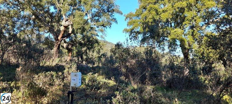 Cicytex lanza un innovador sistema de alerta para prevenir la propagación de la enfermedad que afecta a alcornoques y encinas.