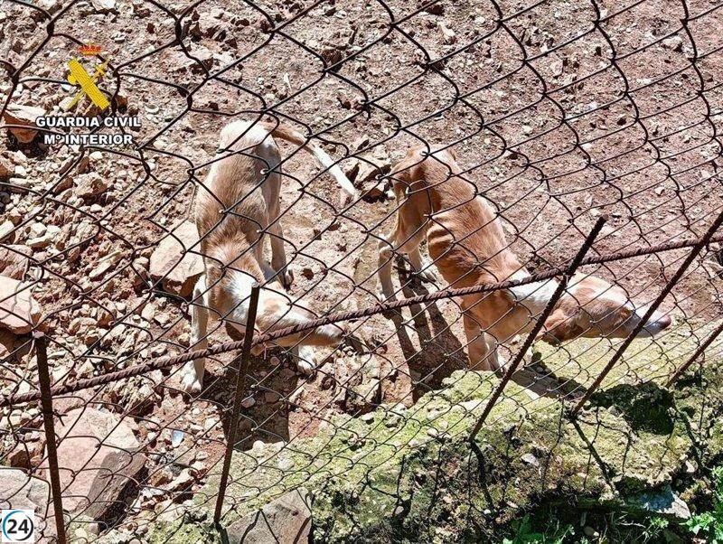 Descubren maltrato animal en Cañamero; rescatados 66 perros de una finca.