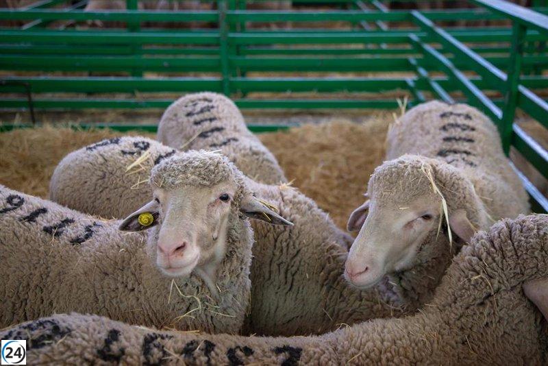Anuncian 28 millones en ayudas para ganaderos de ovejas y agricultores de cerezas golpeados por la lengua azul y las lluvias.