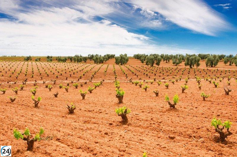 Apag Extremadura Asaja solicita de manera urgente la aprobación del decreto para los préstamos con interés reducido destinados a viñedos y olivares de secano.
