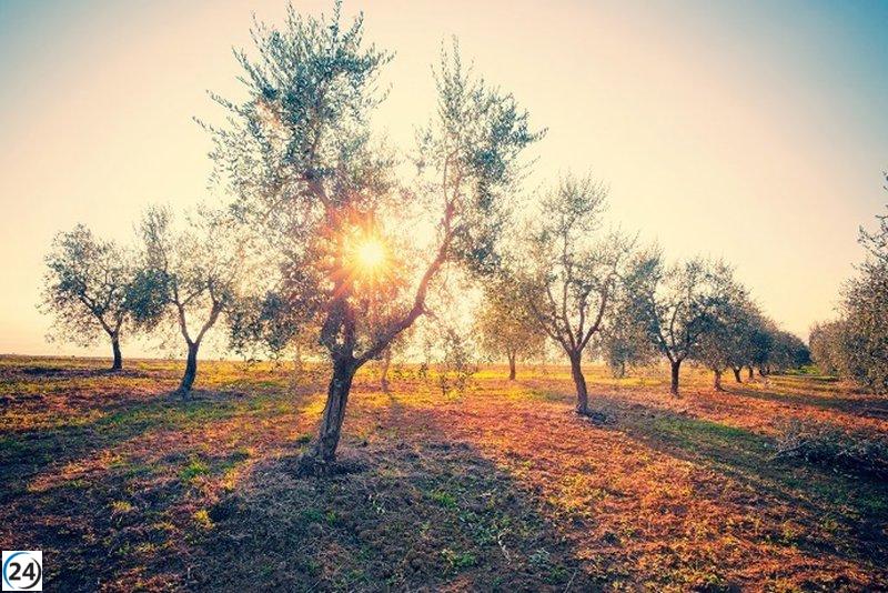 Extremadura destina 59 millones de euros en ayudas de la PAC para la campaña 2024.