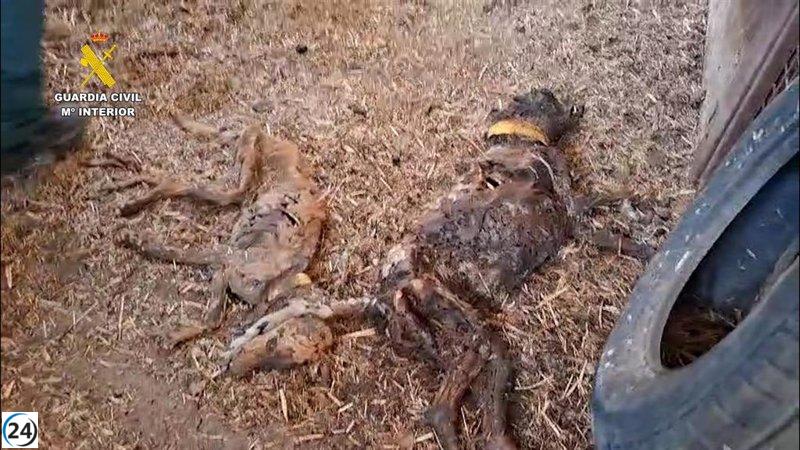 La Guardia Civil descubre 32 perros fallecidos por desnutrición en una granja en Azuaga, Badajoz.