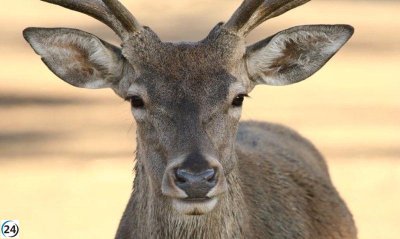El Parque Nacional de Monfragüe se llena de visitantes gracias a la fascinante berrea del ciervo.