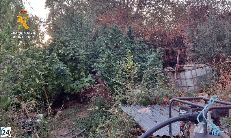 Detenida residente de La Codosera por almacenar 44 plantas de marihuana en su propiedad.