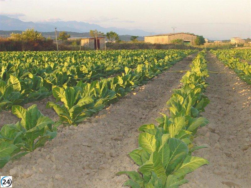 UGT-FICA alerta sobre las consecuencias negativas de la nueva legislación del tabaco para el sector.