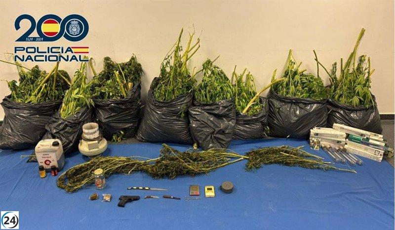 Desmantelan plantación de marihuana en Mérida tras denuncias vecinales por olor intenso.