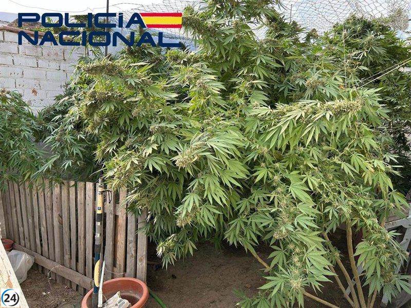 Detenido por sospecha de cultivo de marihuana en un patio del centro de Villanueva de la Serena.