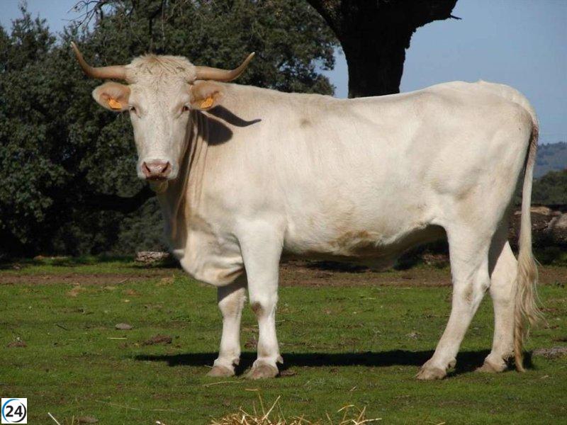 Agricultores y ganaderos de Extremadura recibirán anticipadamente 277,6 millones en subvenciones de la PAC.