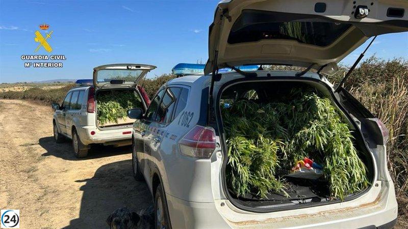 Desmantelan cultivo ilegal de cannabis en Logrosán y abren investigación contra su dueño.