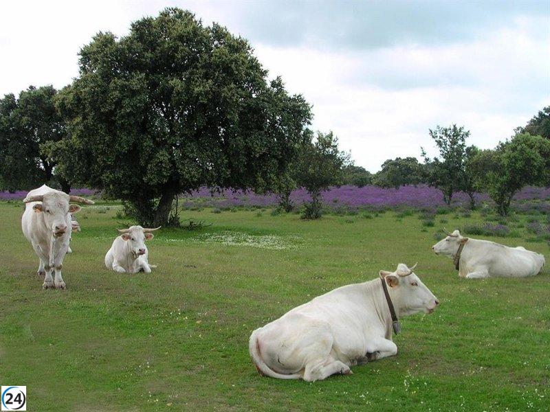 Nuevos fondos del DOE impulsan la cría de razas ganaderas locales en Extremadura.