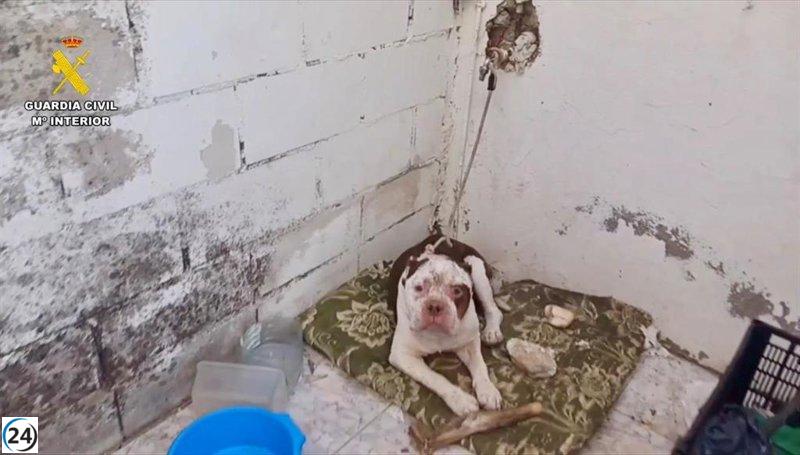 Vecino de Talayuela bajo investigación por maltrato animal tras hallar un perro en condiciones de abandono.