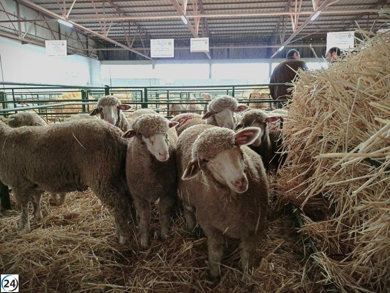 Extremadura prohíbe el ganado en ferias y romerías para combatir la dermatosis nodular contagiosa.
