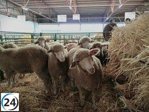 Extremadura prohíbe el ganado en ferias y romerías para combatir la dermatosis nodular contagiosa.