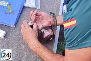 Detienen a un sospechoso tras hallar cachorros recién nacidos abandonados en un arroyo de La Vera.