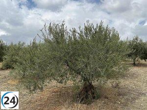 La sequía en septiembre y octubre provocará una significativa reducción en la producción de aceitunas, advierte APAG Extremadura Asaja.