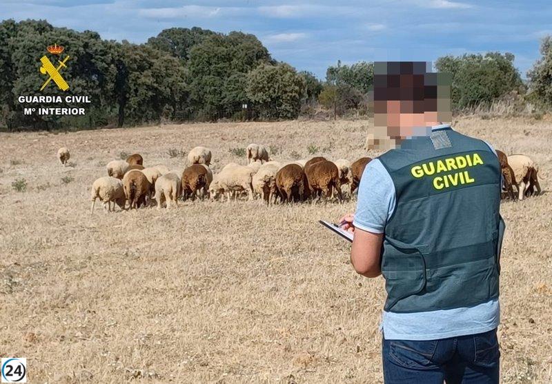 Vecino de Fuenlabrada de los Montes investigado por robo de 50 ovejas.