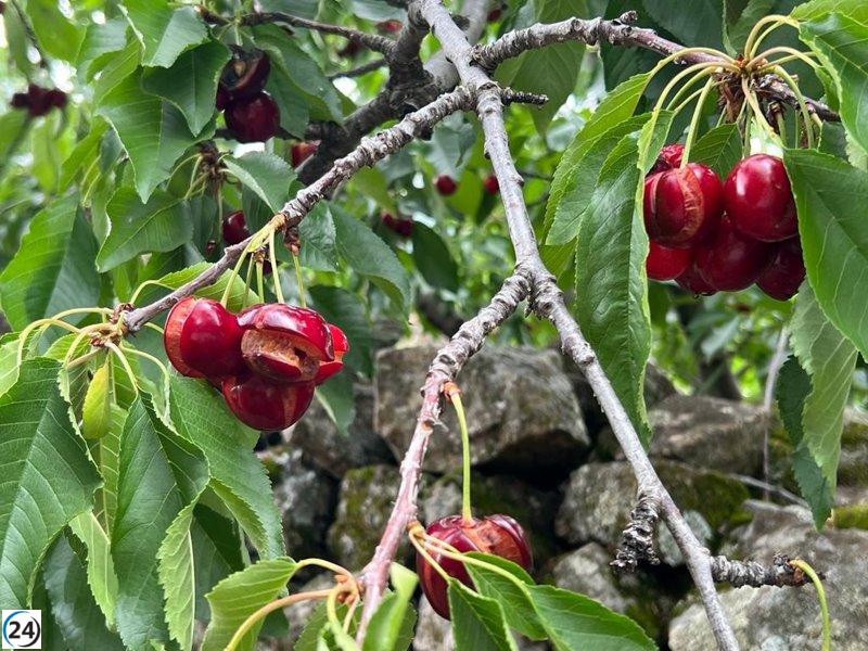 urgentemente
DOP Cereza del Jerte pide medidas urgentes por pérdida del 80% de la campaña debido a las lluvias.