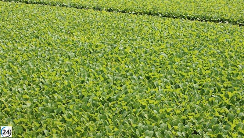 La reducción en la cosecha de tabaco generará una disminución del 50% en las jornadas de los trabajadores fijos discontinuos, según UGT-FICA.