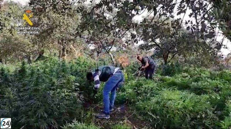 Desarticulada red de marihuana: Detenidos tres implicados con más de 2.000 plantas en Cabeza la Vaca.