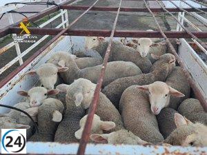 Detenidos tres individuos por robar y provocar la muerte de dos corderos en Logrosán