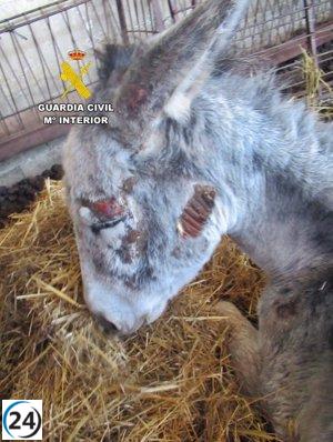 Vecino de La Nava de Santiago investigado por negligencia hacia sus seis perros y dos asnos desnutridos y abandonados.