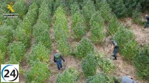 Tres individuos arrestados por cultivo de cannabis en una pequeña isla del río Guadiana en Guareña