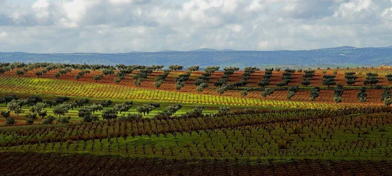 Turismo enológico en la Ribera del Guadiana